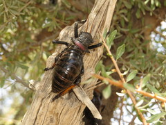 Eugaster