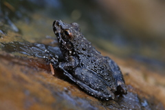 Litoria meiriana