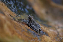 Litoria meiriana