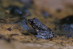 Litoria meiriana