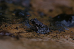Litoria meiriana