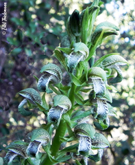 Chloraea cylindrostachya