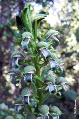 Chloraea cylindrostachya