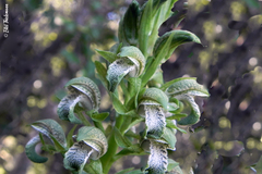 Chloraea cylindrostachya