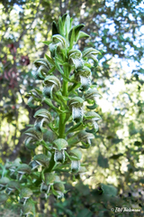 Chloraea cylindrostachya