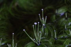 Eriocaulon setaceum