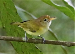 Pachysylvia aurantiifrons