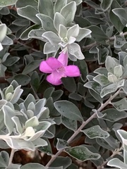 Leucophyllum frutescens
