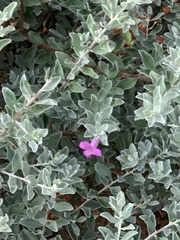 Leucophyllum frutescens