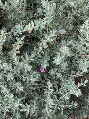 Leucophyllum frutescens