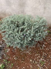 Leucophyllum frutescens