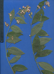 Lepidaploa salzmannii