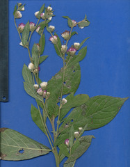 Lepidaploa salzmannii