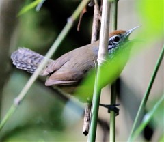 Pheugopedius rutilus
