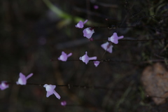 Utricularia minutissima