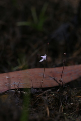 Utricularia minutissima