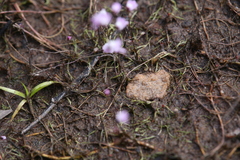 Utricularia minutissima