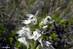 Chloraea lechleri