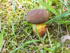Cyanoboletus