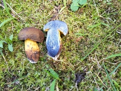 Cyanoboletus
