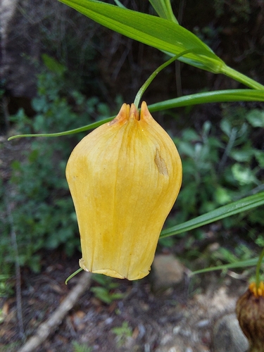 Image of Sandersonia aurantiaca by (c) Manuel R Popp, some rights reserved (CC BY)
