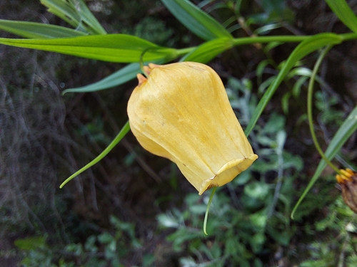 Image of Sandersonia aurantiaca by (c) Manuel R Popp, some rights reserved (CC BY)