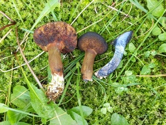Cyanoboletus