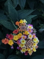 Lantana