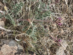 Astragalus malacus