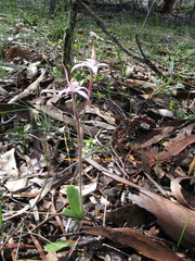 Caladenia hirta rosea
