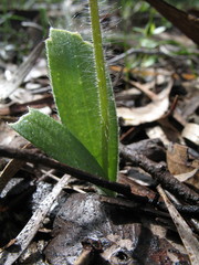Caladenia hirta rosea