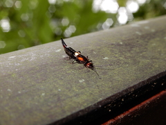 Pterygida ornaticapitata