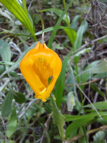 Image of Sandersonia aurantiaca by (c) Manuel R Popp, some rights reserved (CC BY)