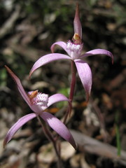Caladenia hirta rosea