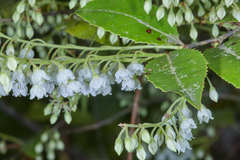 Vaccinium leucanthum