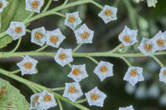Vaccinium leucanthum