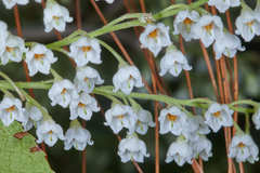Vaccinium leucanthum