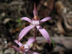 Caladenia hirta rosea