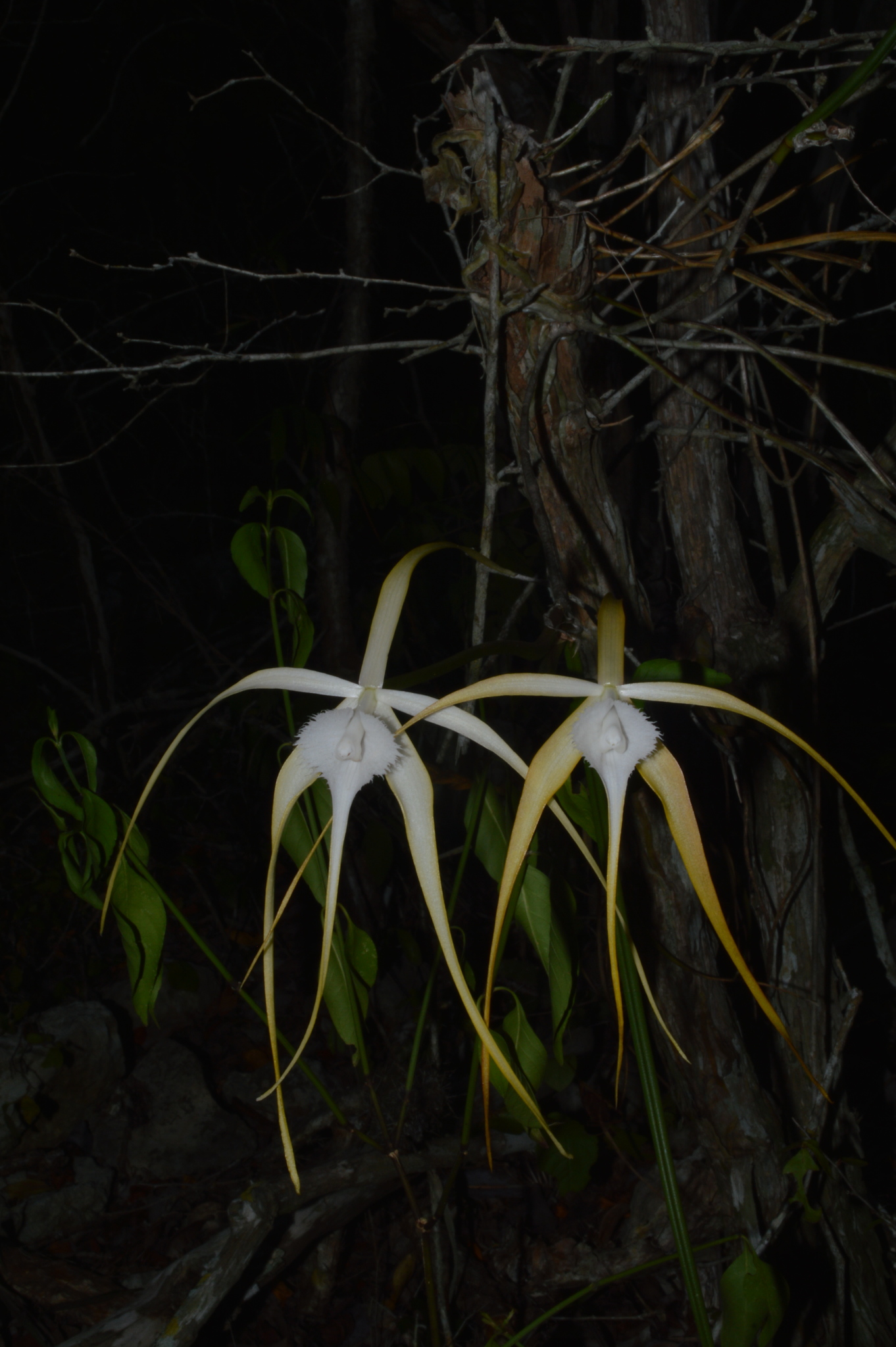 Brassavola cucullata (L.) R.Br. 3
