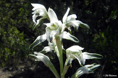 Chloraea multiflora