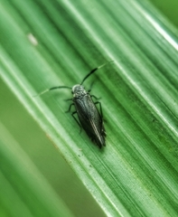 Dypsocus