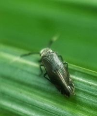 Dypsocus