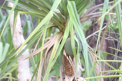 Image of Pandanus aquaticus by (c) Hugo Innes, some rights reserved (CC BY)
