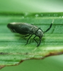 Dypsocus
