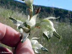 Chloraea piquichen