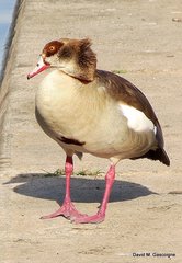 Alopochen aegyptiaca