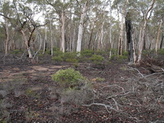 Eucalyptus wandoo