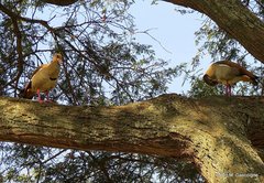 Alopochen aegyptiaca