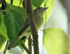 Rhynchocyclus olivaceus