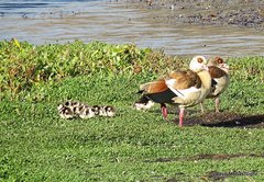 Alopochen aegyptiaca